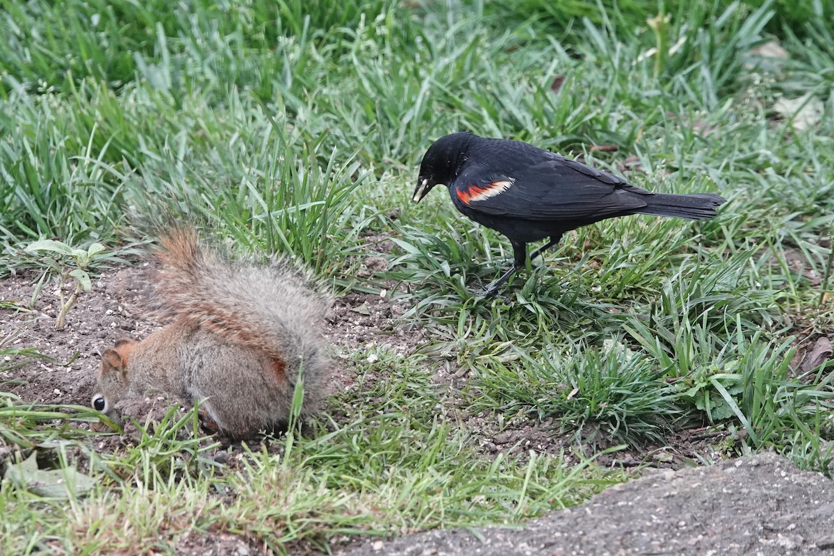 Red-winged Blackbird - ML636343638