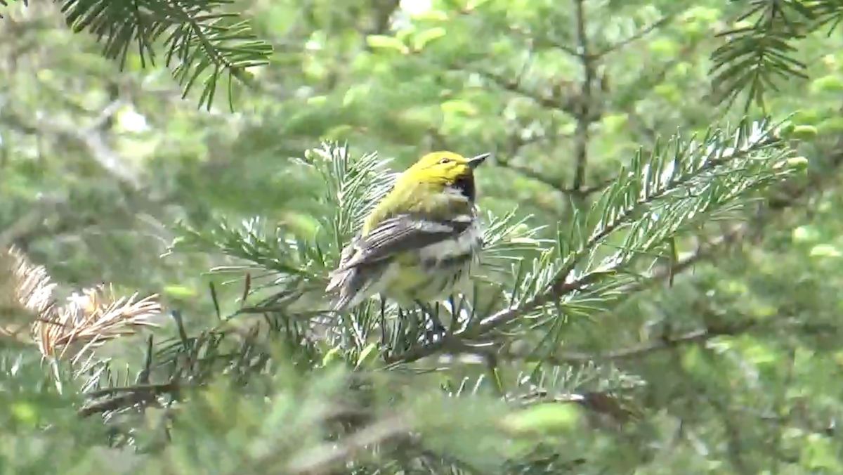 Black-throated Green Warbler - ML636343648