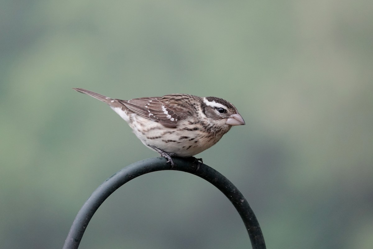 Rose-breasted Grosbeak - ML636343659