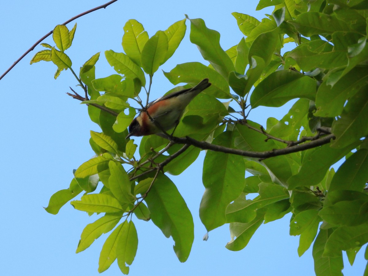 Bay-breasted Warbler - ML636343676