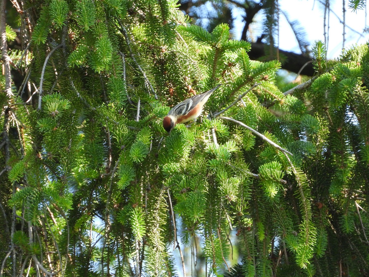 Bay-breasted Warbler - ML636343678