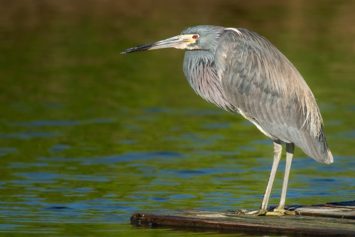 Tricolored Heron - Brad Imhoff