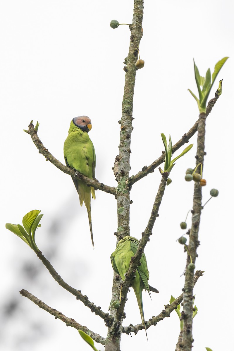 Blossom-headed Parakeet - ML636343713