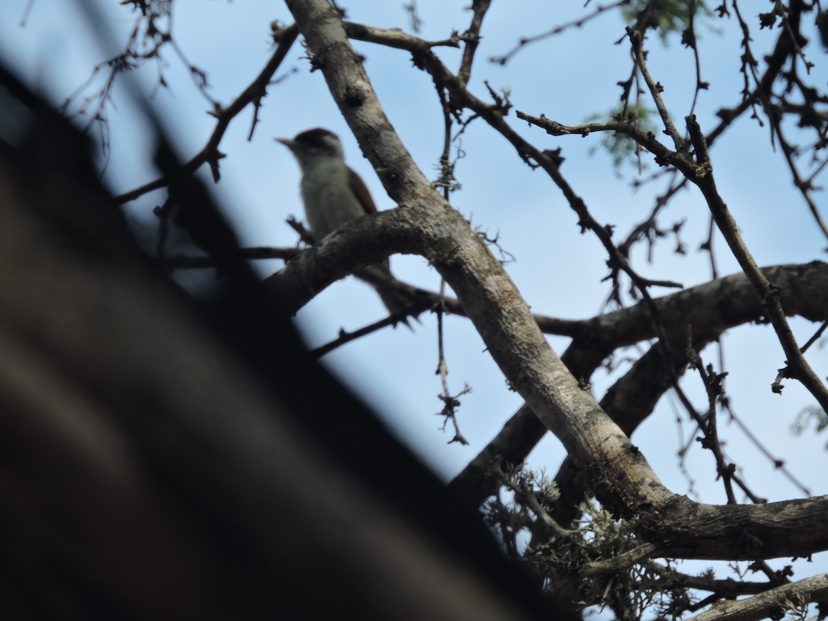Scarlet-backed Woodpecker - ML636343759