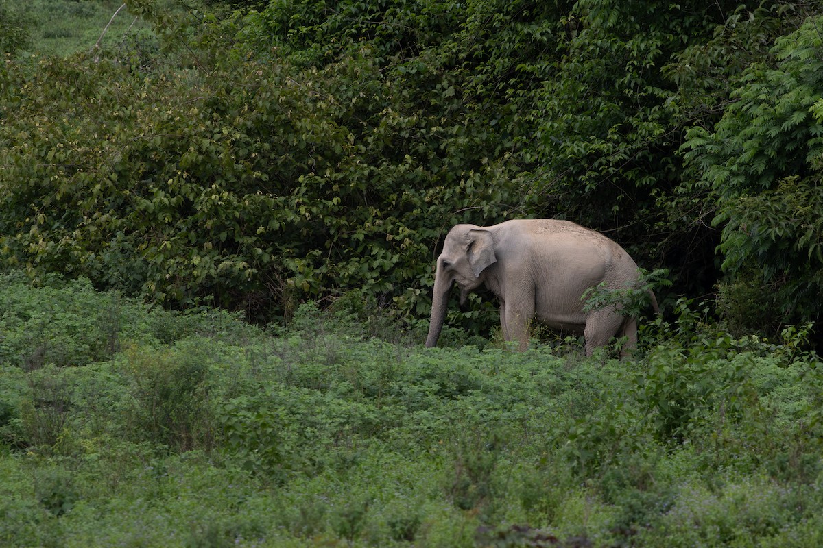 Asian Elephant - ML636343784