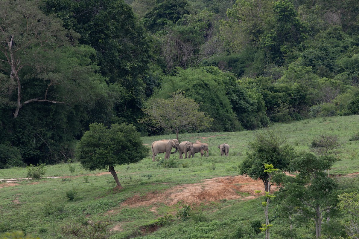 Asian Elephant - ML636343786