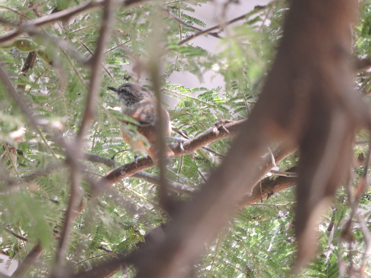 Necklaced Spinetail - ML636343875