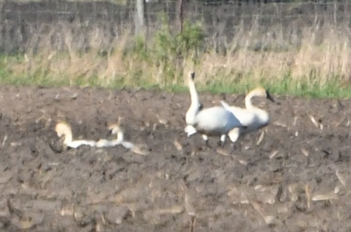 Trumpeter Swan - ML636343945