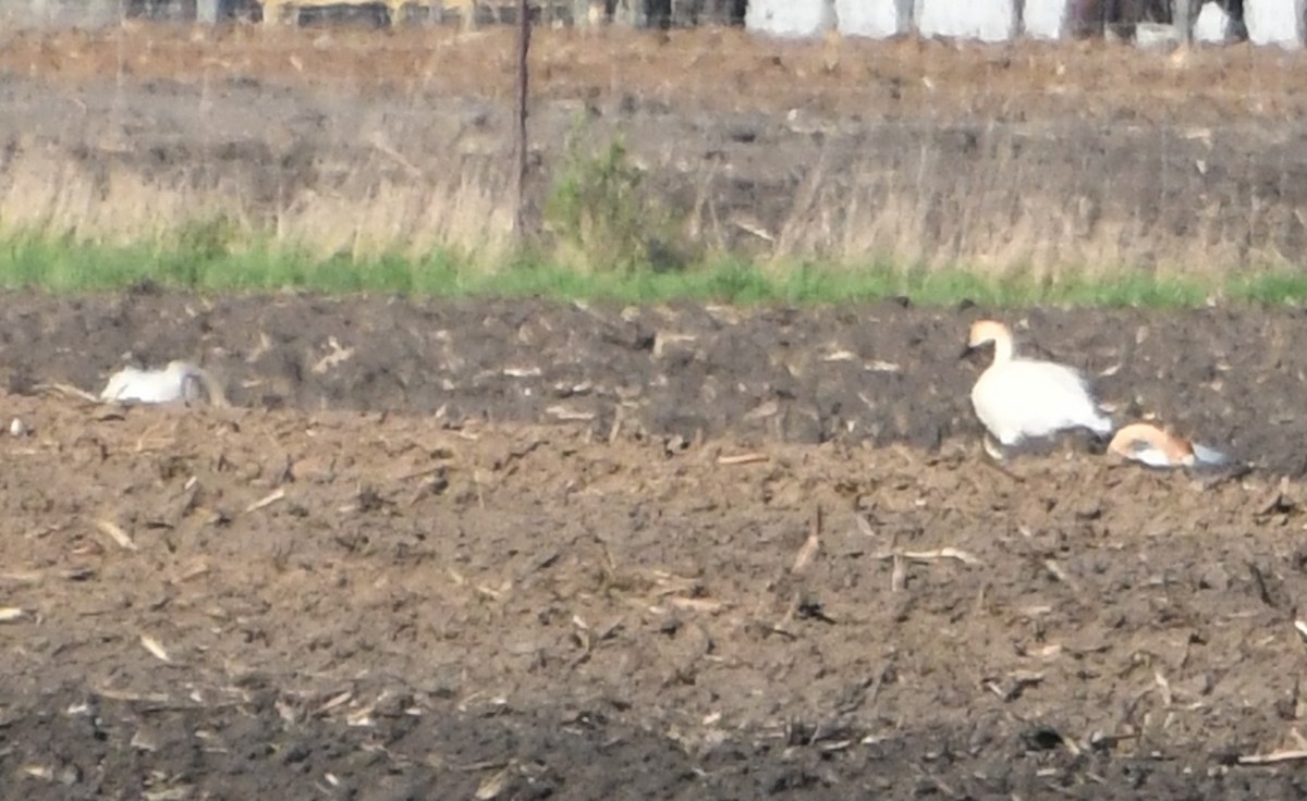 Trumpeter Swan - ML636343947