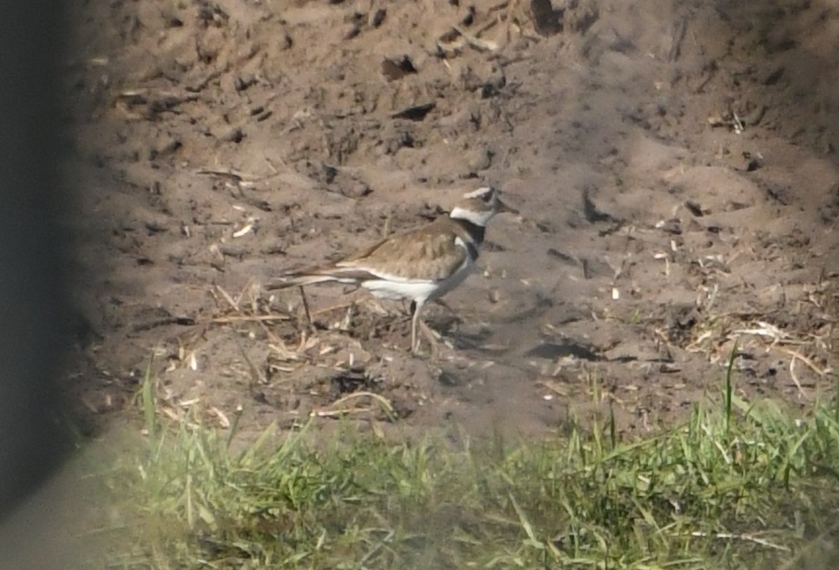 Killdeer - ML636343953