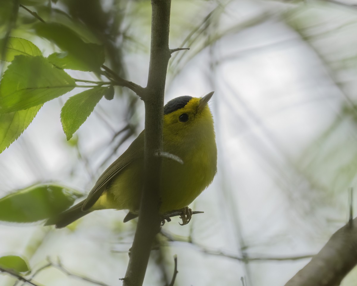 Wilson's Warbler - ML636343981