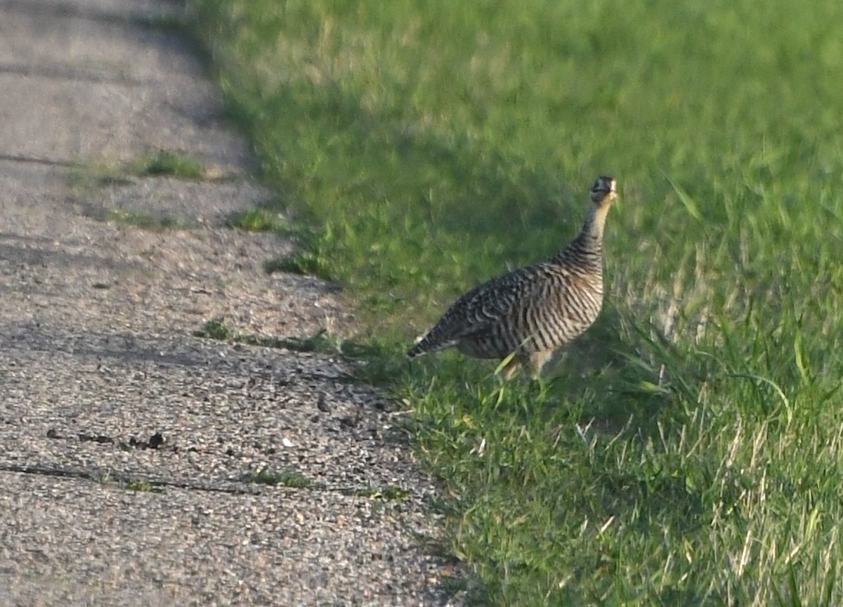 Greater Prairie-Chicken - ML636343986
