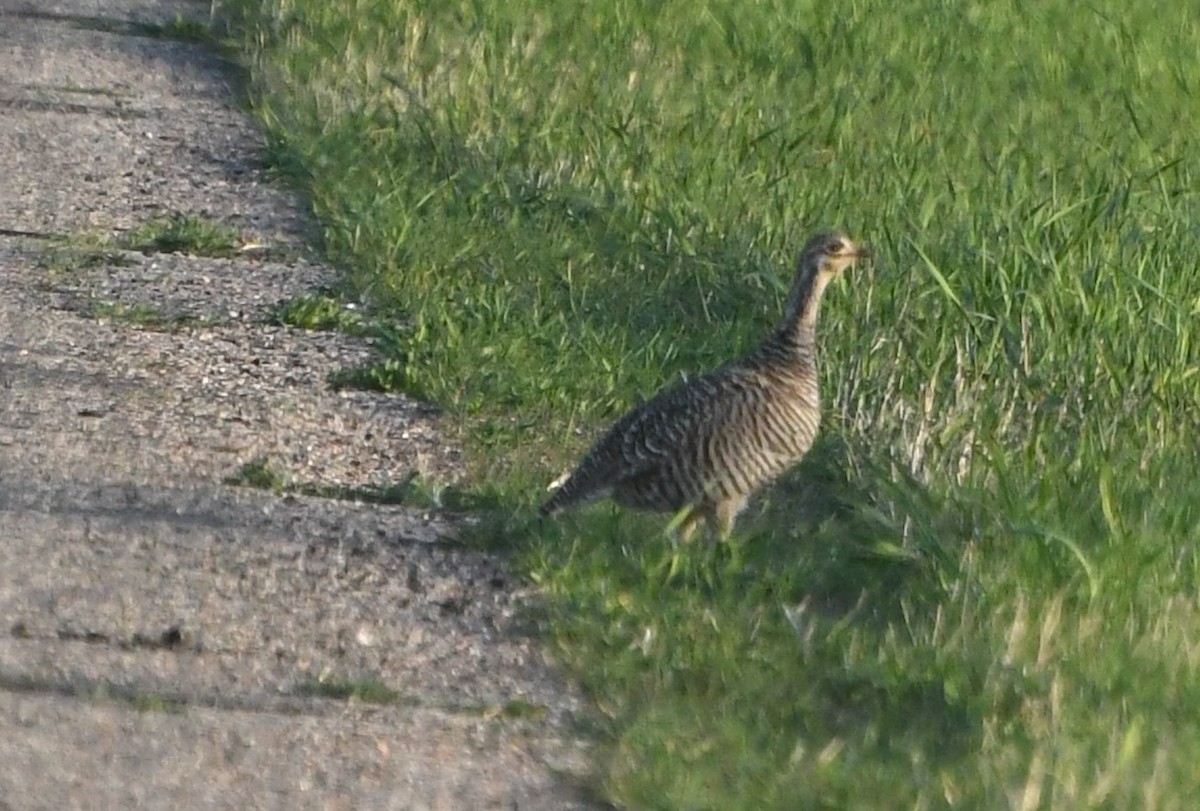 Greater Prairie-Chicken - ML636343994