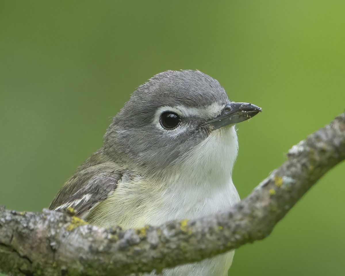 Blue-headed Vireo - ML636343996