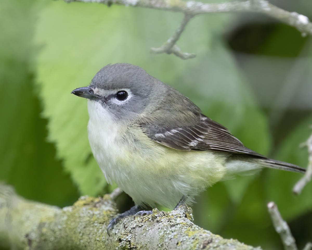 Blue-headed Vireo - ML636343997