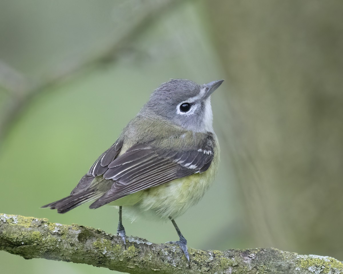 Blue-headed Vireo - ML636343998