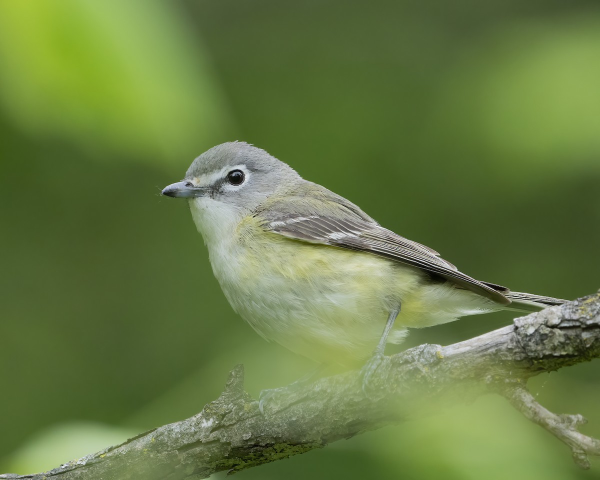 Blue-headed Vireo - ML636343999