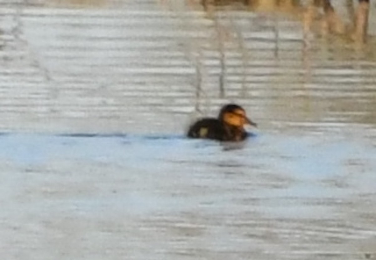 Mallard - ML636344003