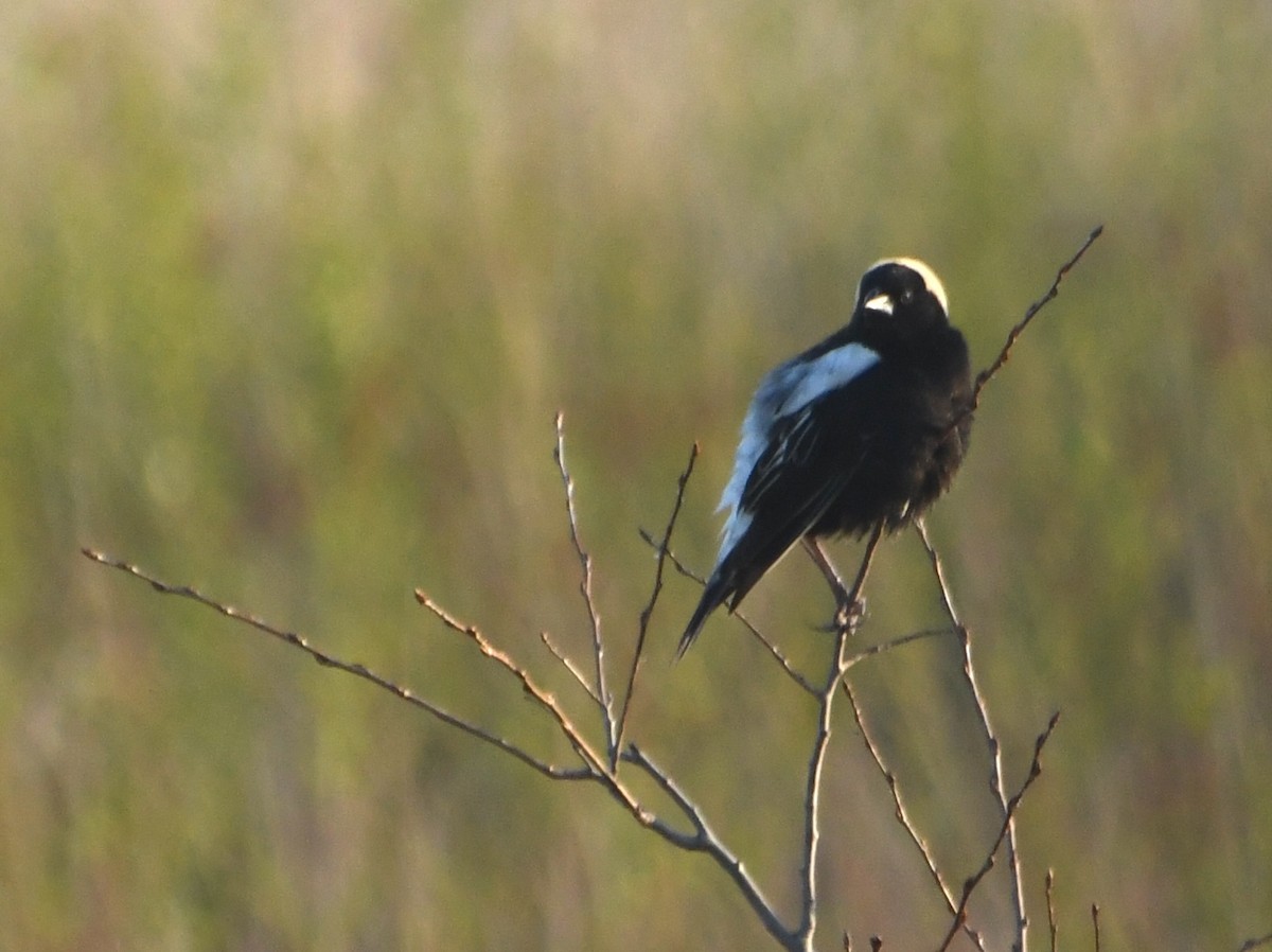 Bobolink - ML636344012