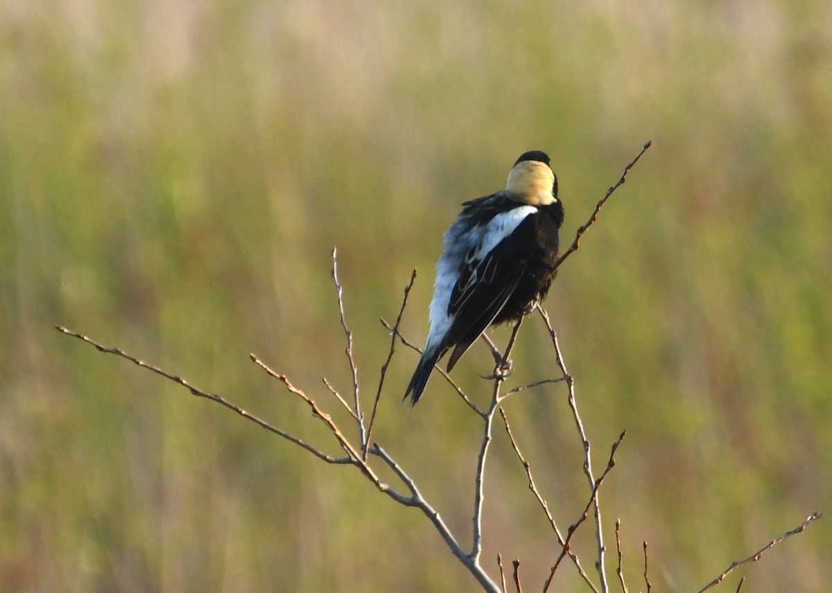 Bobolink - ML636344015