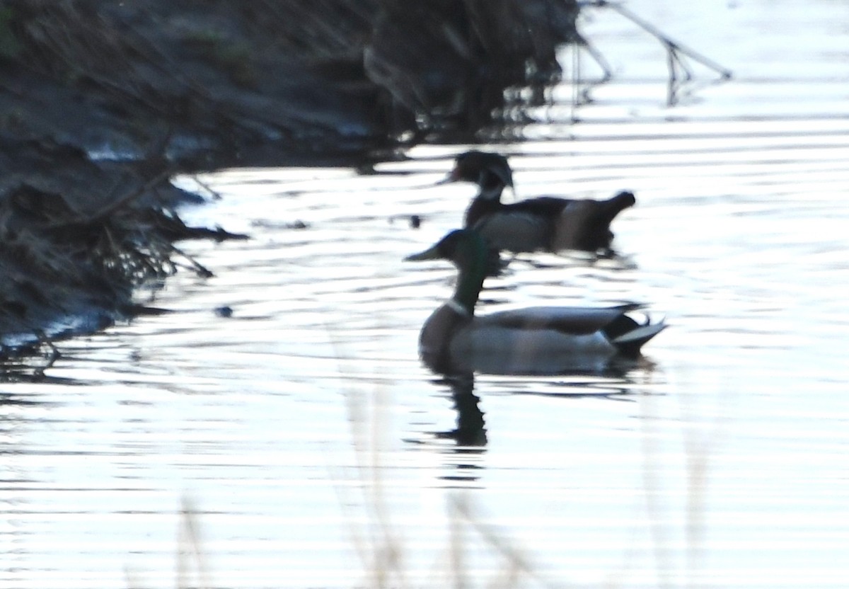 Wood Duck - ML636344025
