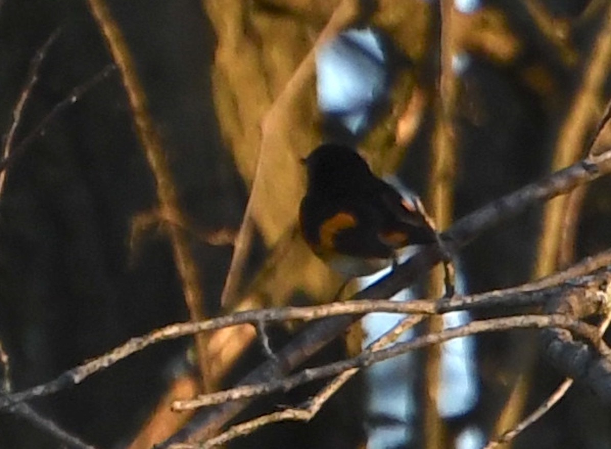 American Redstart - ML636344030