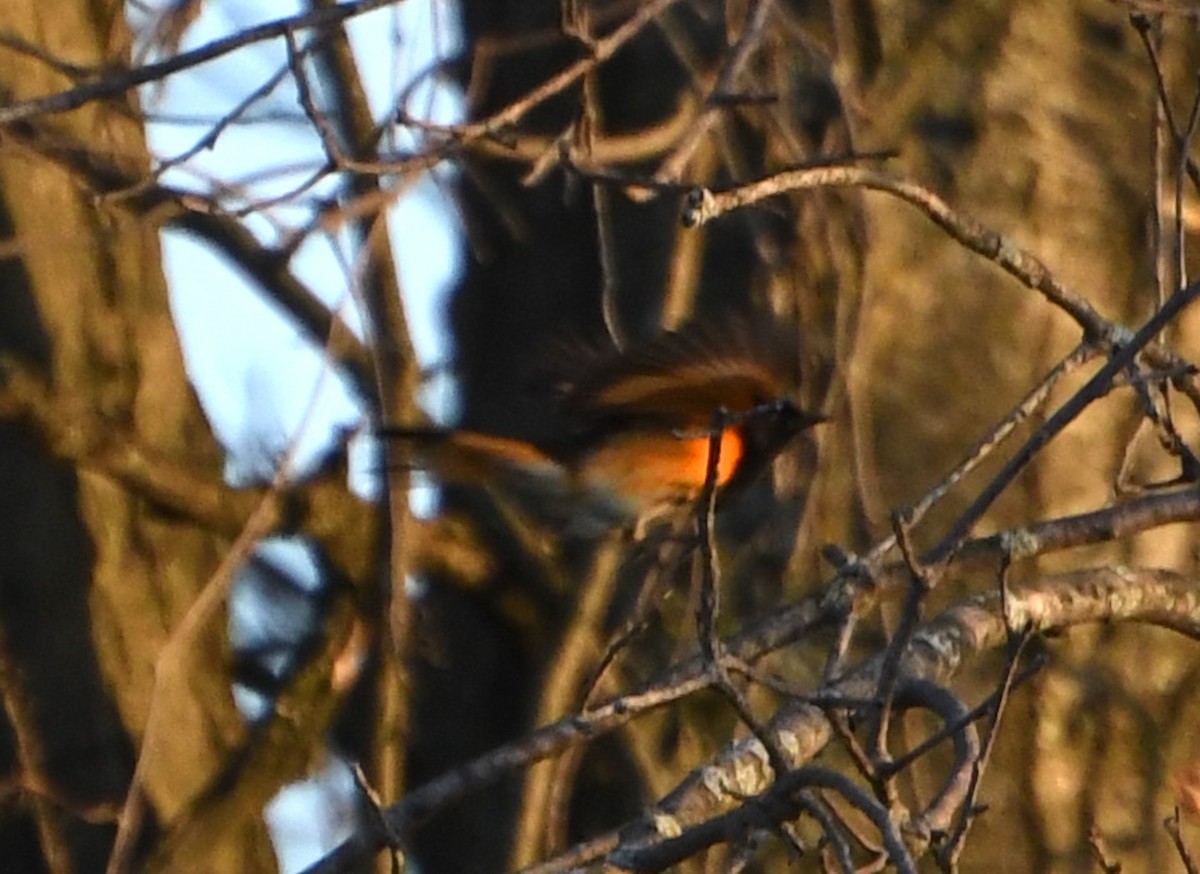 American Redstart - ML636344036