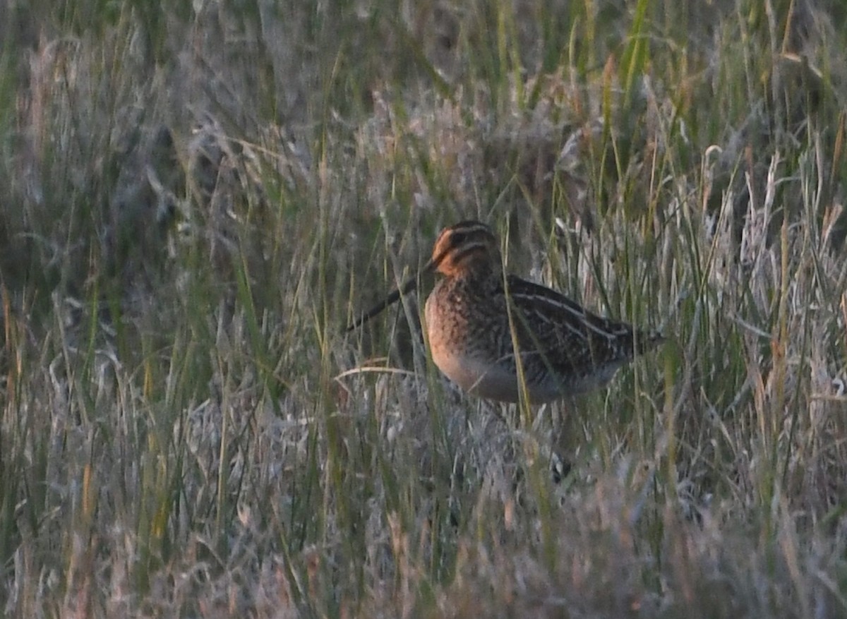 Wilson's Snipe - ML636344041