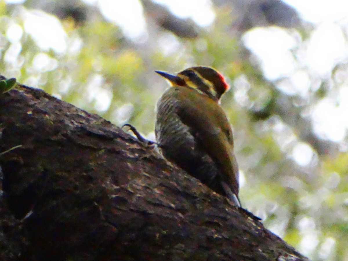 White-browed Woodpecker - ML636344076