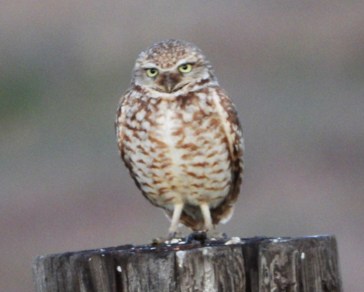 Burrowing Owl - ML636344107