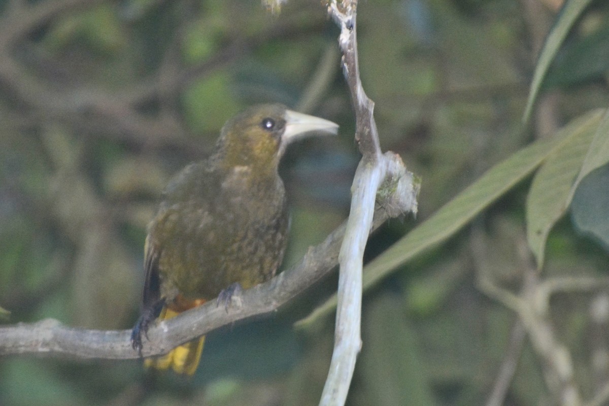 Dusky-green Oropendola - ML636344111