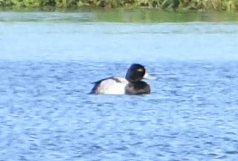 Lesser Scaup - ML636344125