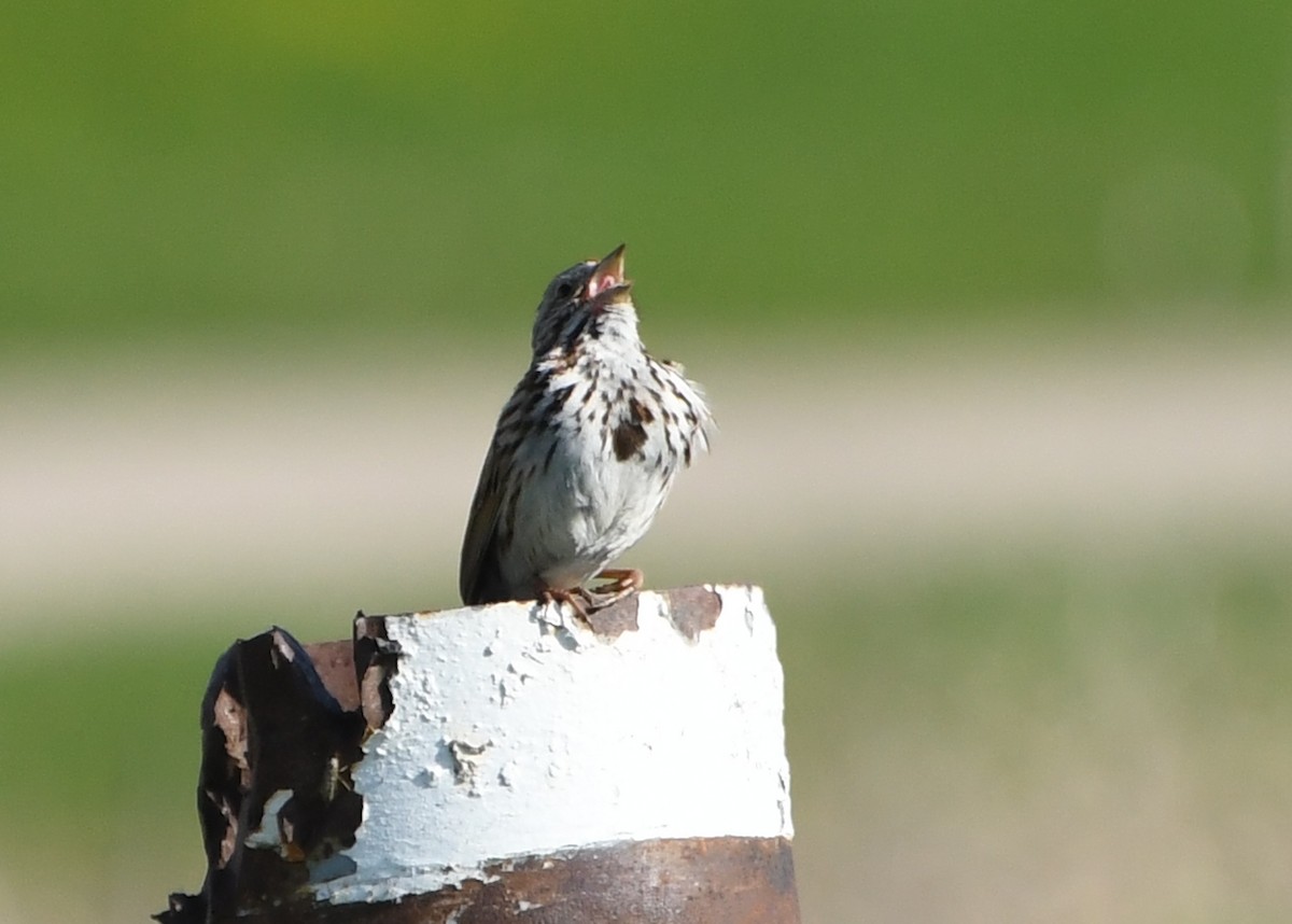 Song Sparrow - ML636344128
