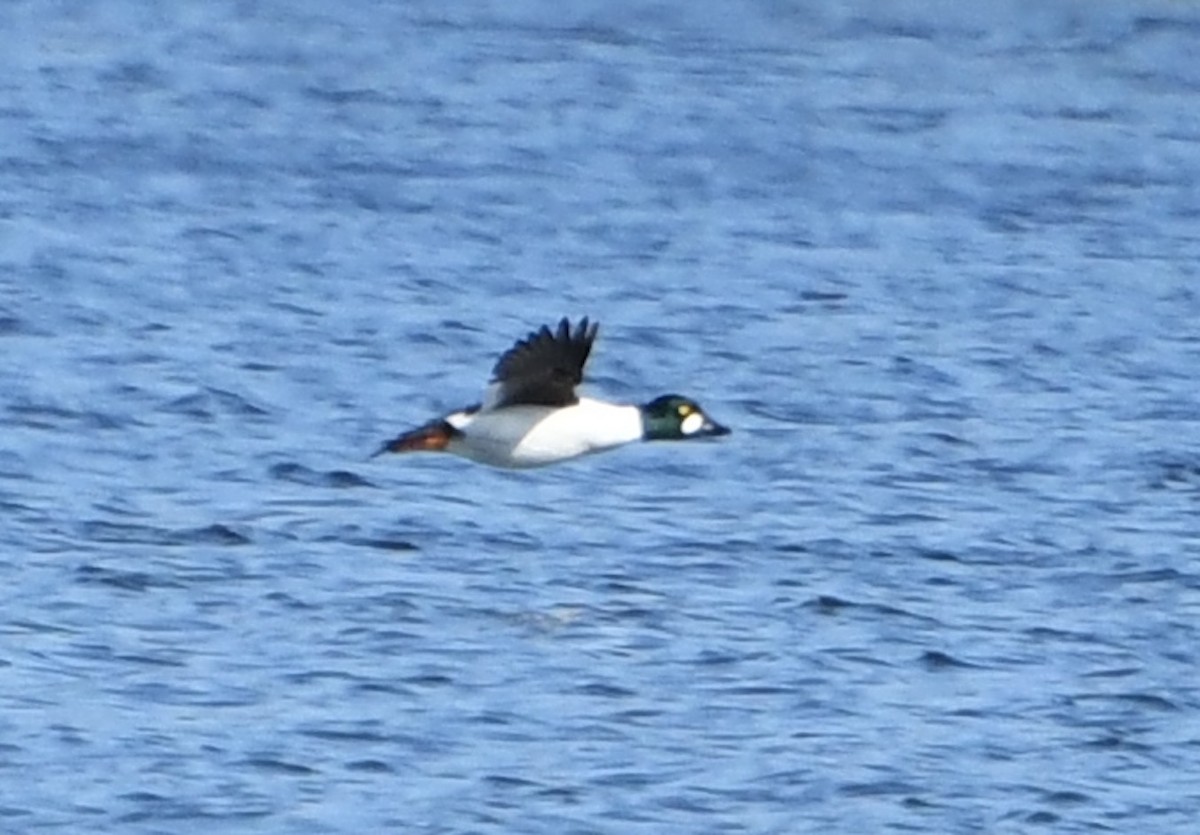 Common Goldeneye - ML636344131