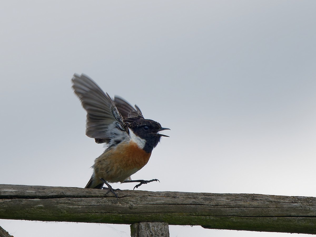 European Stonechat - Michael Zieger
