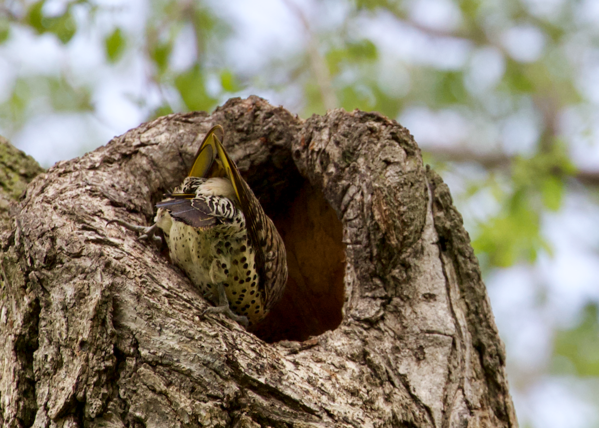Carpintero Escapulario - ML636344255