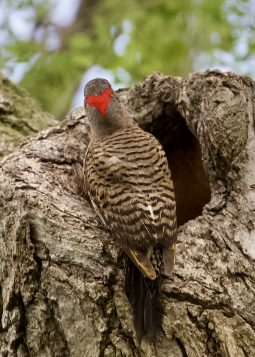 Carpintero Escapulario - ML636344256