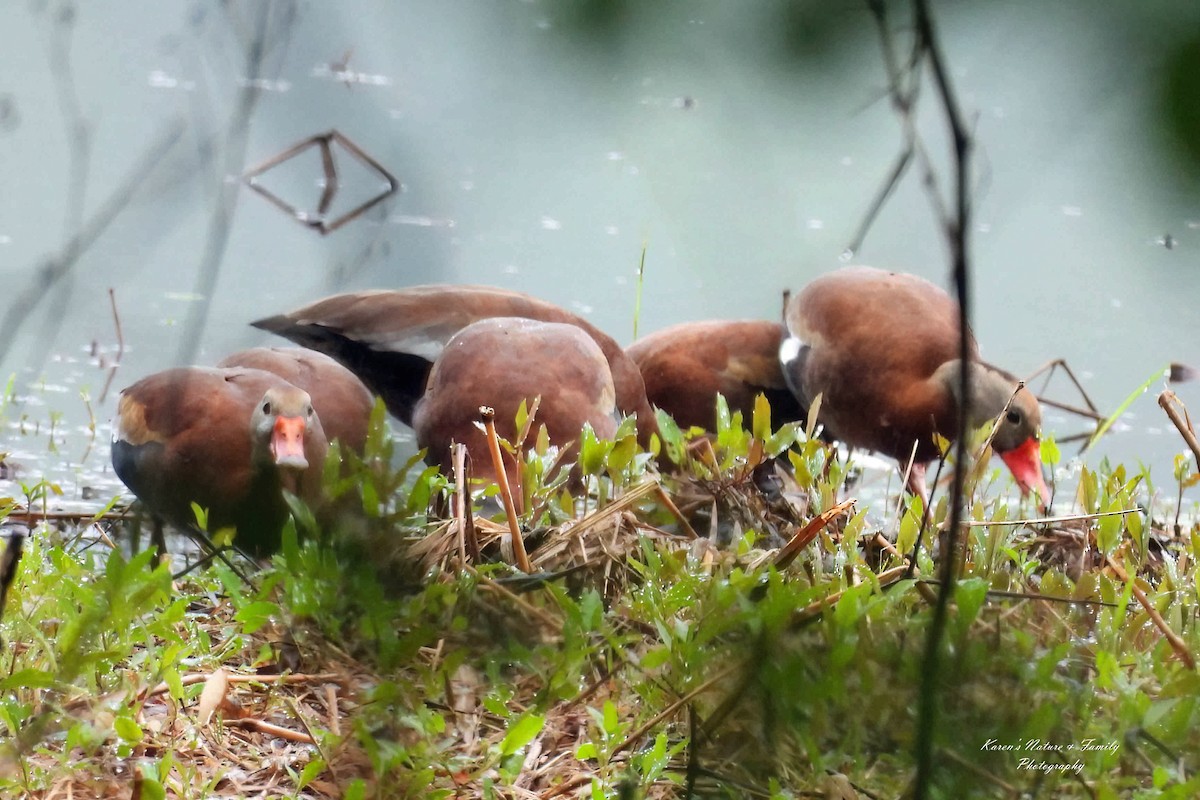 Black-bellied Whistling-Duck - ML636344346