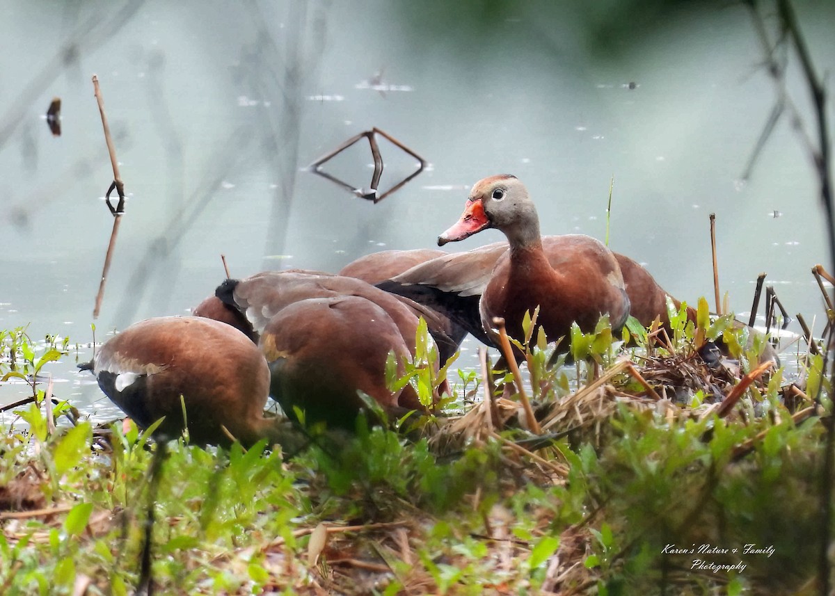 Black-bellied Whistling-Duck - ML636344347