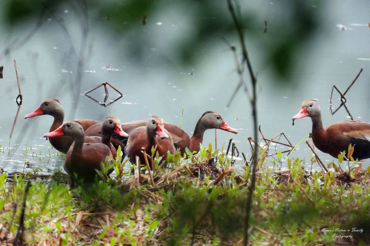 Black-bellied Whistling-Duck - ML636344348