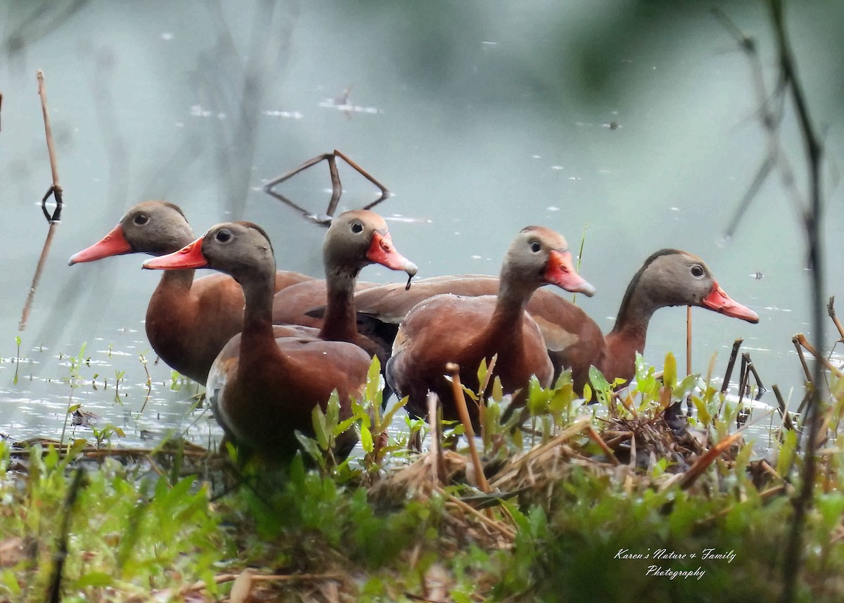Black-bellied Whistling-Duck - ML636344349
