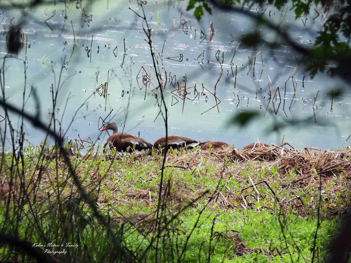 Black-bellied Whistling-Duck - ML636344350