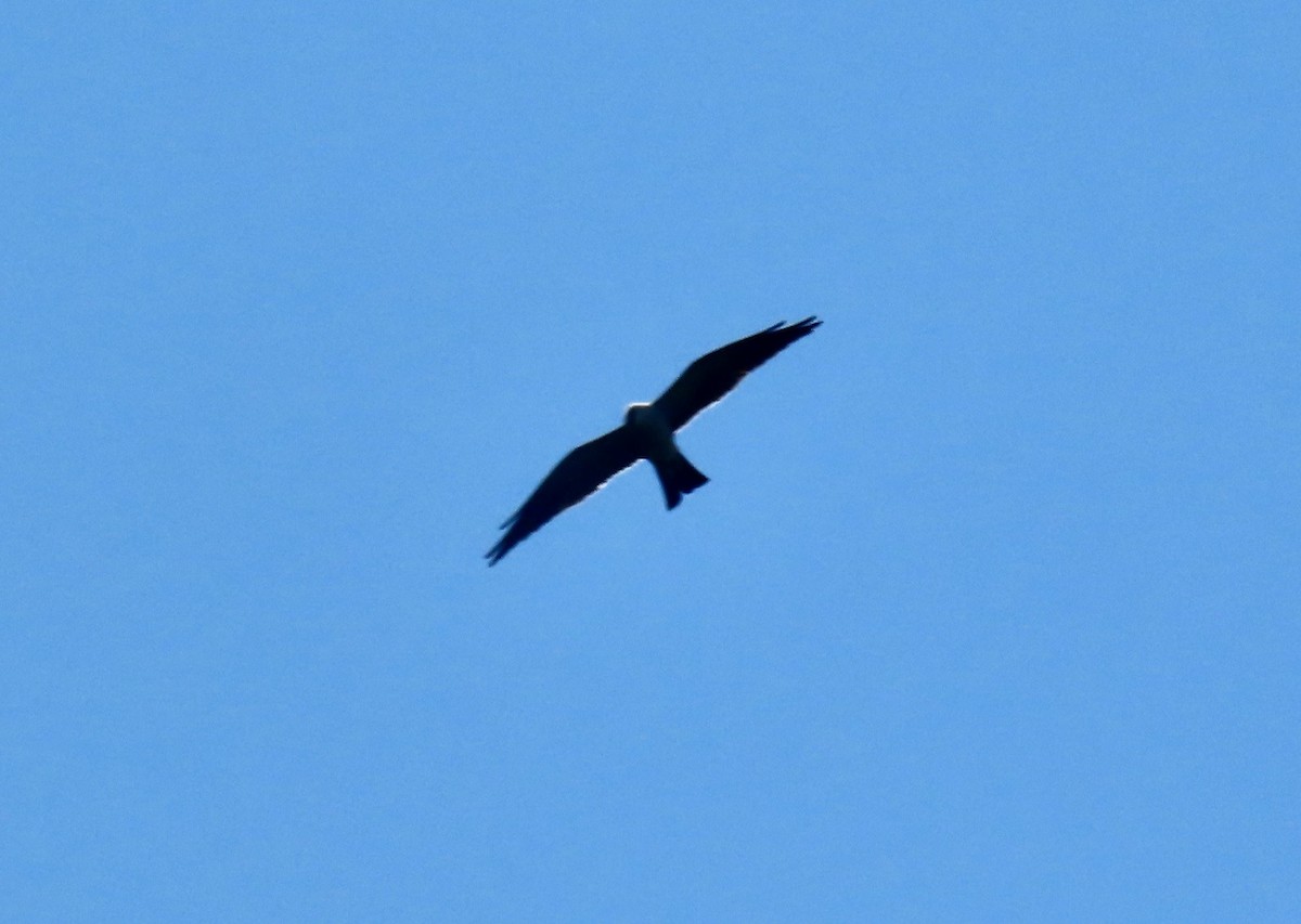 Mississippi Kite - ML636344365