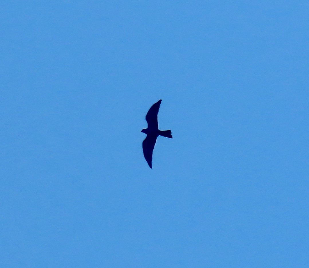 Mississippi Kite - ML636344386
