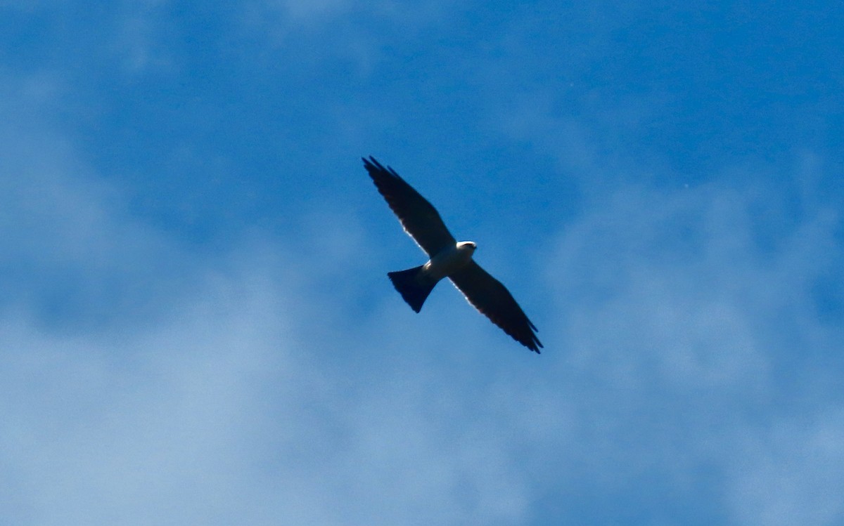 Mississippi Kite - ML636344405