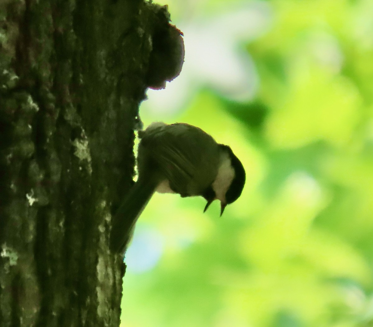 Carolina Chickadee - ML636344430