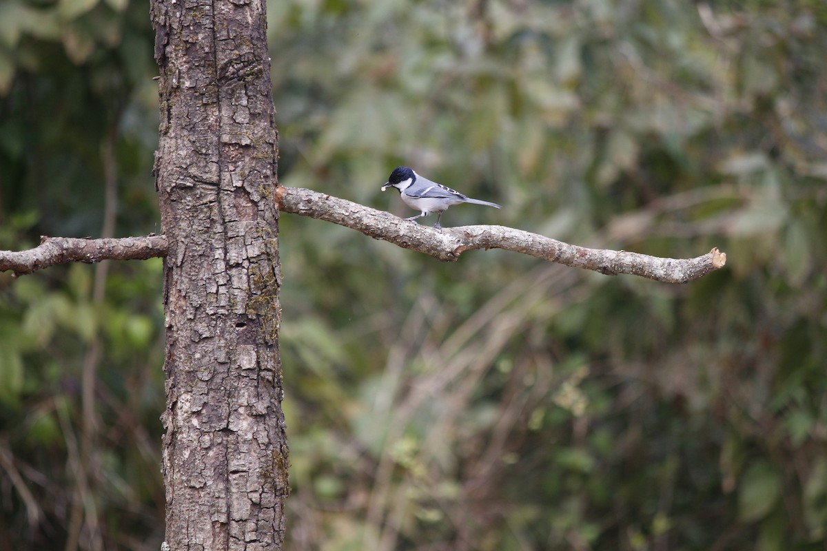 Asian Tit (Cinereous) - ML636344473