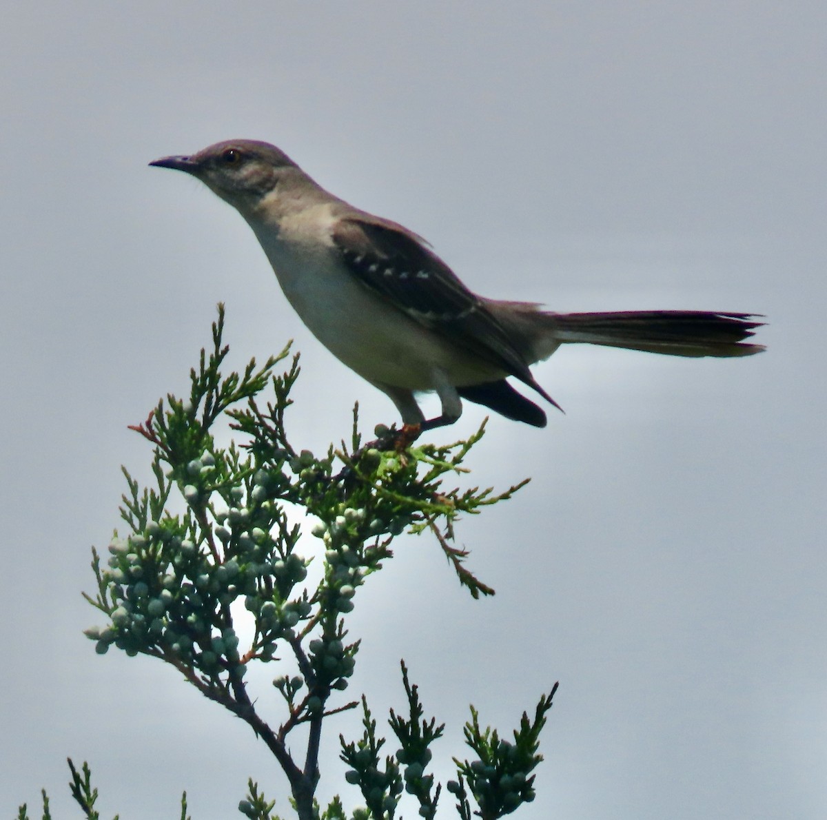 Northern Mockingbird - ML636344502