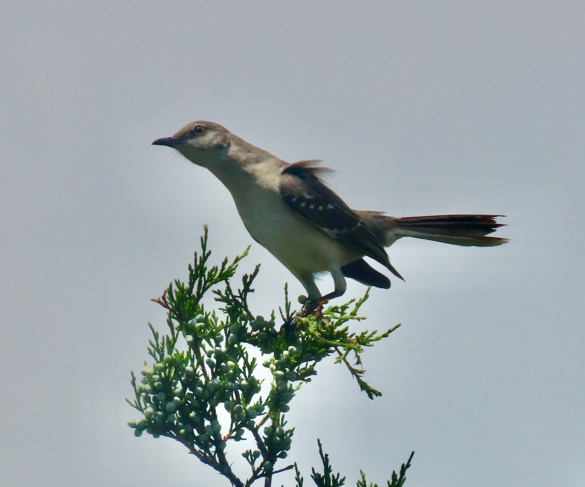 Northern Mockingbird - ML636344527
