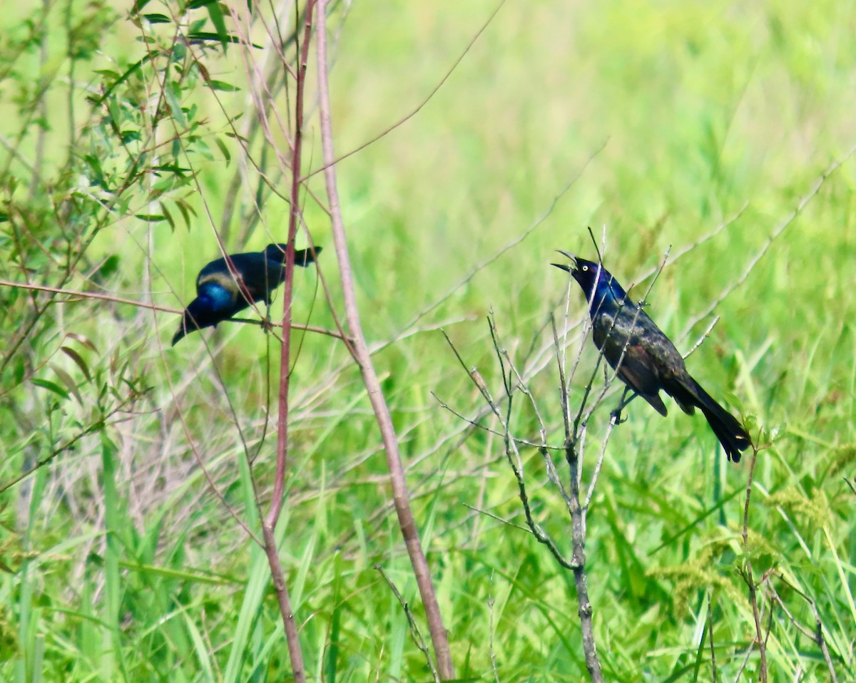 Common Grackle (Bronzed) - ML636344563